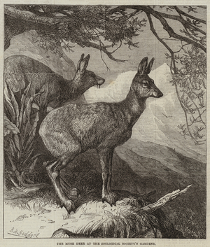 The Musk Deer at the Zoological Society's Gardens (engraving)