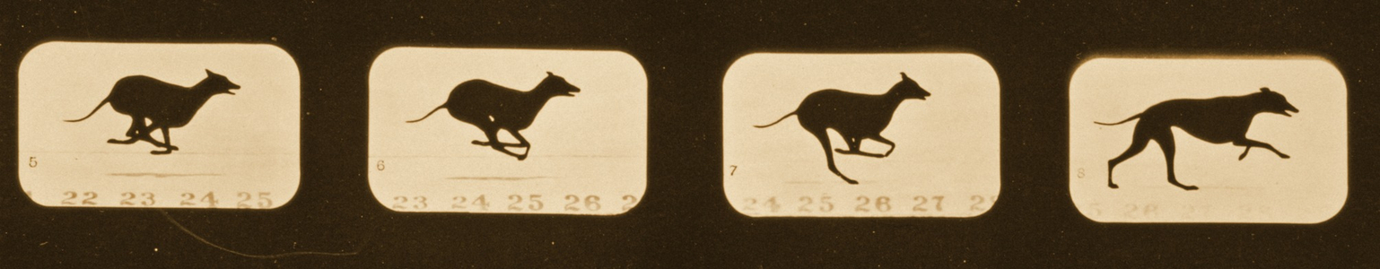 Image sequence of running Greyhounds,  'Animal Locomotion' series, c.1881 (b/w photo)