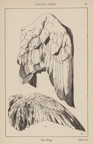 Ornament: Natural Forms, The Wing (engraving)