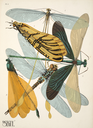 Plate 9 from Insectes, pub. 1930's (pochoir print)