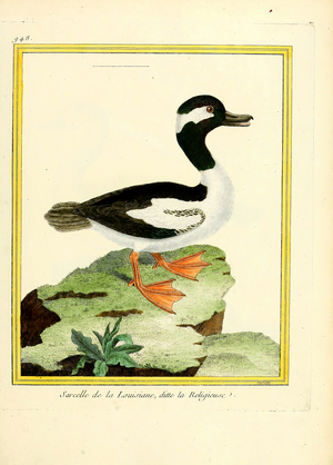 Louisiana Nun Duck (print)