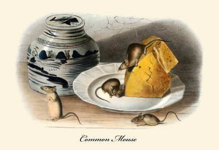Common Mouse