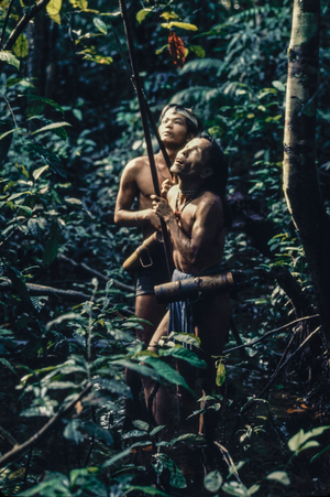 Brunei, Sukang village, Punan Tribe Two Punan hunters stalk wild boar or monkeys in the jungle, Blowgun has spear tip, 1973 (photo)