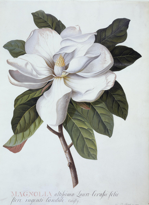 Magnolia grandifolra