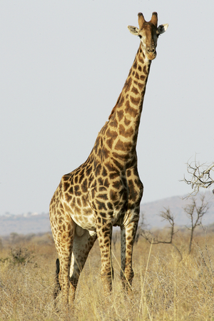 Madikwe, North West, South Africa, Africa (photo)