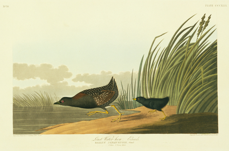 Laterallus jamaicensis, black rail, Plate 349 from John James Audubon's Birds of America, original double elephant folio, 1827-30 (hand-coloured aquatint)