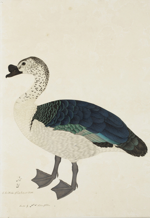 A Comb Drake (Sarkidiornis melanota), c.1780 (opaque w/c on paper)