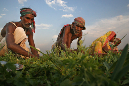 Village people work in their vegetable field. Mathbari, Kaira, Bangladesh. May 05, 2007.  (photo)