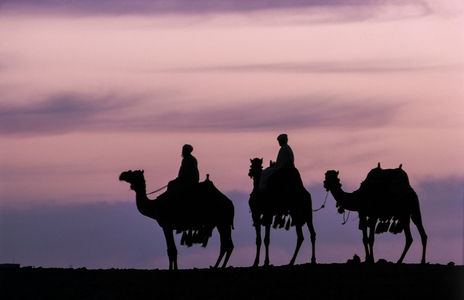 Camels (photo)