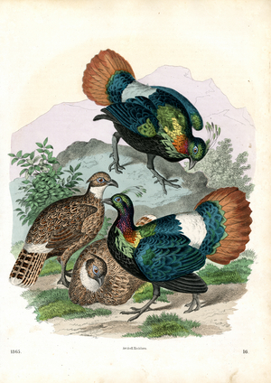 Pheasants and Partridge in Landscape (hand-coloured engraving)