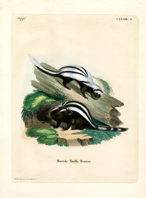 Zorilla (coloured engraving)