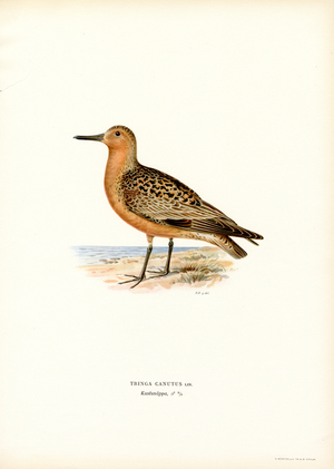 Red Knot (colour litho)