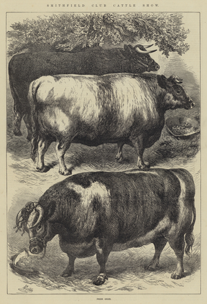 Smithfield Club Cattle Show, Prize Oxen (engraving)