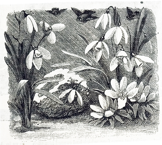 An engraving depicting Snowdrops, a small genus of about 20 species of bulbous perennial herbaceous plants in the family Amaryllidaceae, 19th century