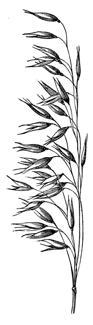Oats