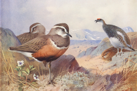 Dotterel, Ptarmigan (male and female, summer) (colour litho)