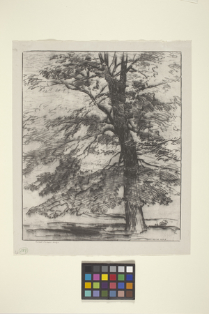 Sugar Maple (ink on paper)