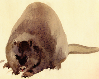Beaver, 1939 (w/c on paper)