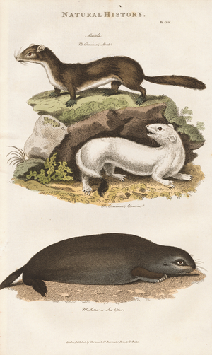 Martens and Other Carnivores, 1813 (engraving)