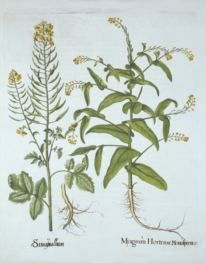 Mitre Cress and White Mustard, from 'Hortus Eystettensis', by Basil Besler (1561-1629), pub. 1613 (hand-coloured engraving)