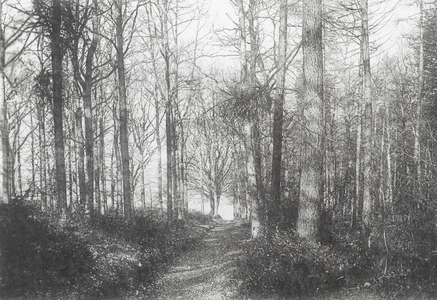 Glory Wood, Dorking (b/w photo)
