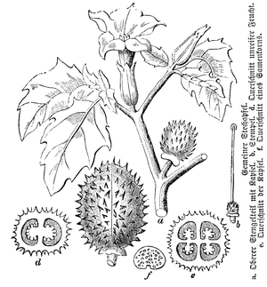 Datura