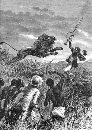 David Livingstone Attacked by Lion in Africa, 1883 (engraving)