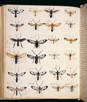 Coloured sketches of insects