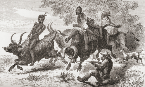 Khoisan natives riding pack oxen in Africa in the 19th century.