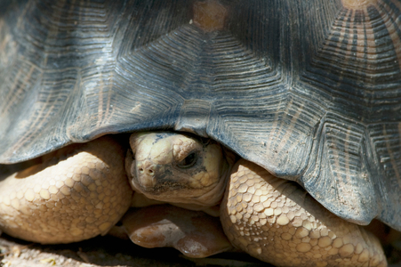Radiated Tortoise (photo)