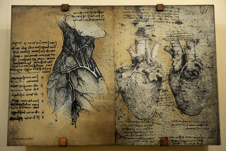 Cardiovascular system Leonardo da vinci's drawing.