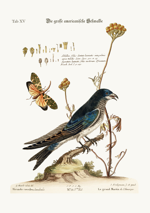The great American Martin, 1749-73 (coloured engraving)