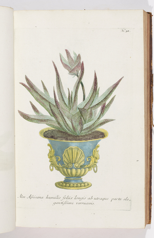 Aloe Africana , 1737 (engraving)