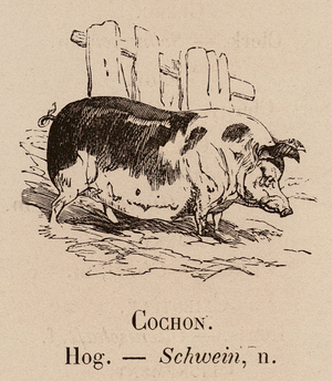Le Vocabulaire Illustre: Cochon; Hog; Schwein (engraving)