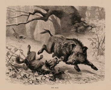 The Boar (engraving)
