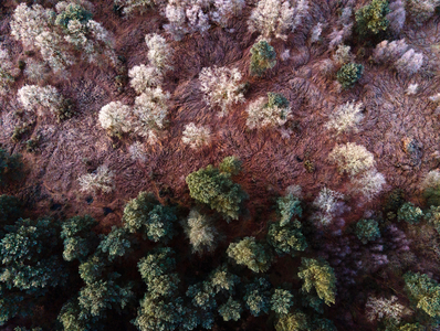 Frost Stedham Common, South Downs near Midhurst West Sussex, UK (photo)