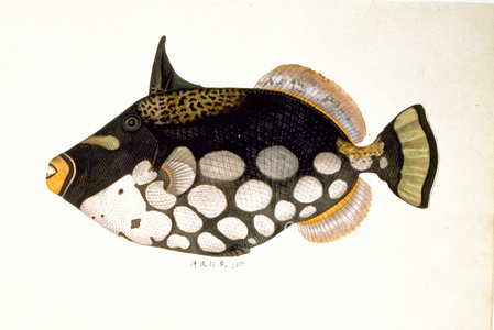 Balistoides conspicillum