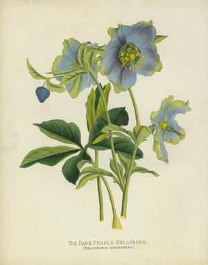 The Dark Purple Hellebore, Helleborus Atrorubens (chromolitho)
