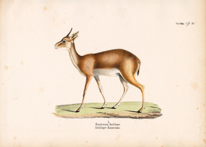 Hazenna Antelope in Profile, 1848 (lithography)