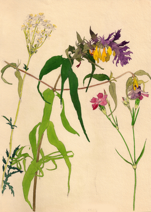 Wild Flowers, 1950 (gouache on paper)