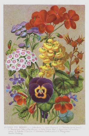 Flowers for bedding (colour litho)