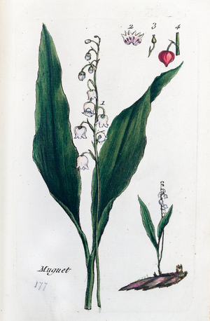 Thrush, 1776 (watercolour print)