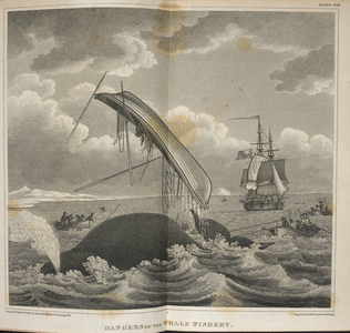 Dangers of the whale fishery. One of the whaling boats has been hit by a whale and capsized