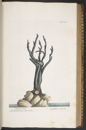 Plate 344, from 'A Curious Herbal', 1737 (coloured engraving)