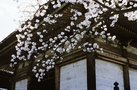 Cherry Viewing Festival, Japan (photo)