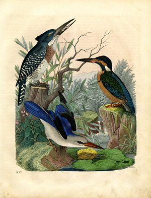 Native Kingfisher Species at Waterside (engraving)