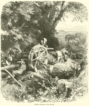 Timber Cutting in the Woods (engraving)