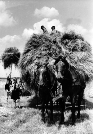 III Reich, HJ in agriculture, 1939 (photo)
