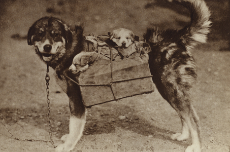 Husky with her puppies, Alaska, USA (b/w photo)
