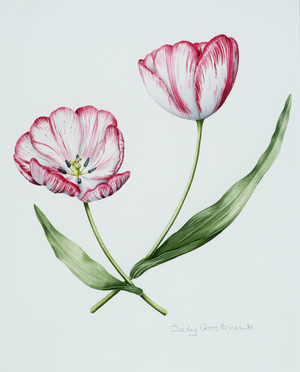 Florists Tulip Mabel (w/c on paper)